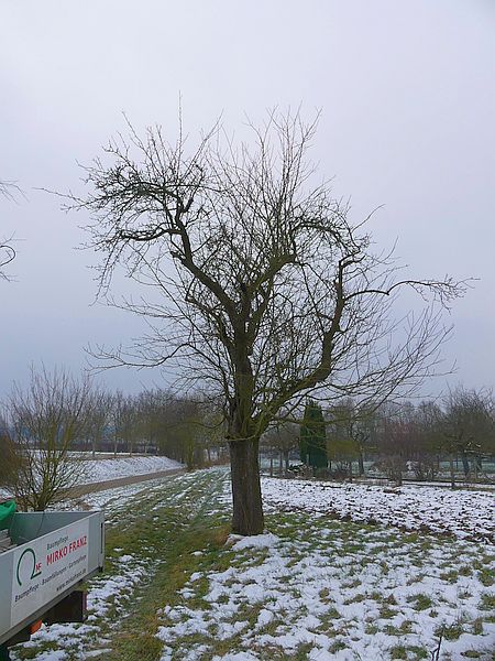 Obstbaumschnitt in Butzbach:
Alter Apfelbaum vor dem Schnitt