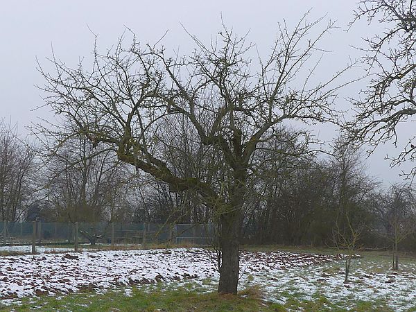 Obstbaumschnitt in Butzbach:
Alter Apfelbaum vor dem Verjüngungsschnitt