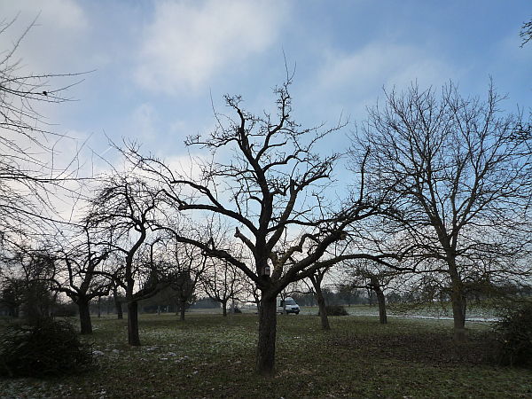 Obstbaumschnitt in Ober-Mörlen:
Alter Apfelbaum auf einer Streuobstwiese nach dem Schnitt