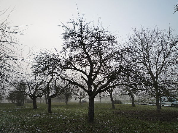 Obstbaumschnitt in Ober-Mörlen:
Alter Apfelbaum auf einer Streuobstwiese vor dem Schnitt