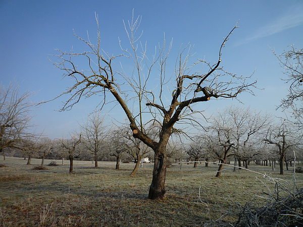 Obstbaumschnitt in Ober-Mörlen:
Alter Apfelbaum auf einer Streuobstwiese nach dem Sanierungsschnitt