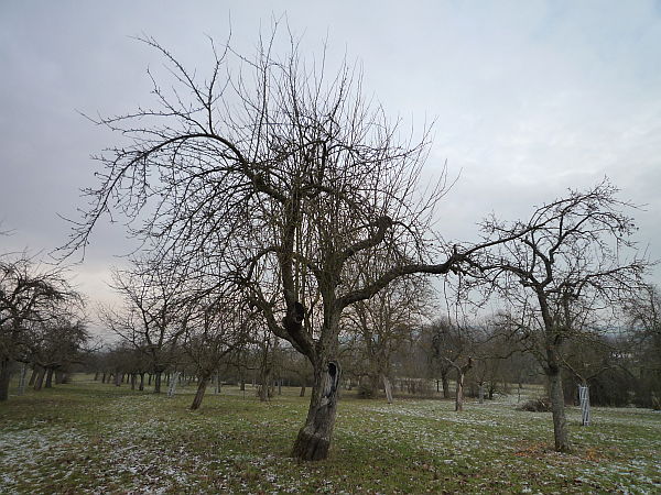 Obstbaumschnitt in Ober-Mörlen:
Alter Apfelbaum auf einer Streuobstwiese vor dem Sanierungsschnitt