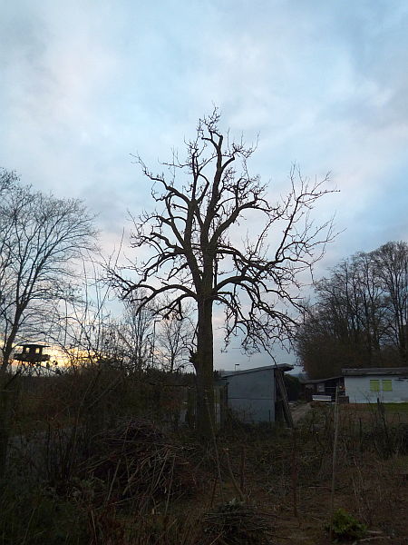 Obstbaumschnitt in Friedberg:
Alter Birnbaum nach dem Verjüngungsschnitt