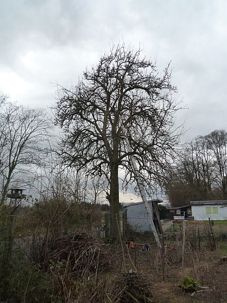 Obstbaumschnitt in Friedberg:
Alter Birnbaum vor dem Verjüngungsschnitt