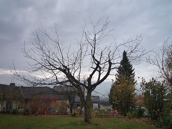 Obstbaumschnitt in Echzell:
Alter Kirschbaum  nach dem Schnitt