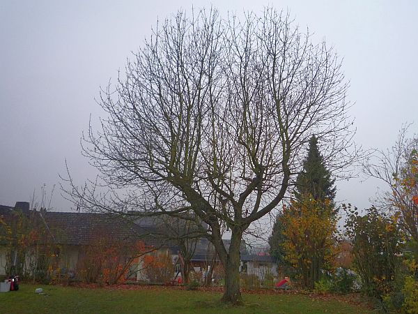 Obstbaumschnitt in Echzell:
Alter Kirschbaum  vor dem Schnitt
