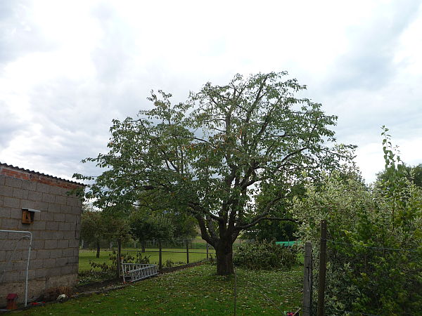 Obstbaumschnitt in Rockenberg:
Kirschbaum nach dem Schnitt (2)