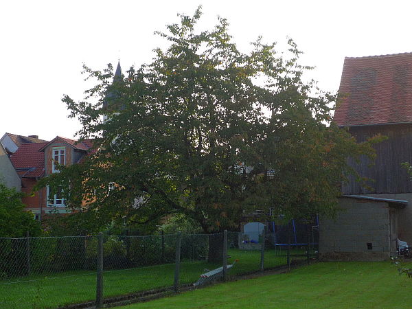Obstbaumschnitt in Rockenberg:
Kirschbaum vor dem Schnitt (1)