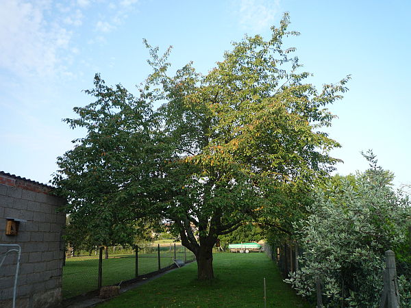 Obstbaumschnitt in Rockenberg:
Kirschbaum vor dem Schnitt (2)