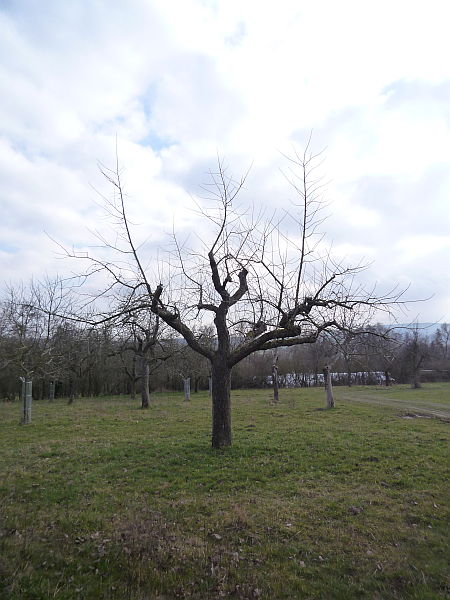 Obstbaumschnitt in Ober-Mörlen:
Apfel-Altbaum  ein Jahr nach dem Schnitt