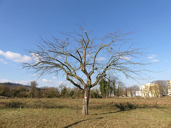 Obstbaumschnitt in Bad Nauheim:
Apfel-Altbaum nach dem Auslichtungsschnitt