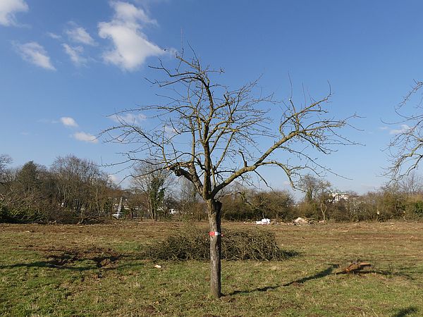 Obstbaumschnitt in Bad Nauheim:
Apfel-Altbaum nach dem Verjüngungsschnitt