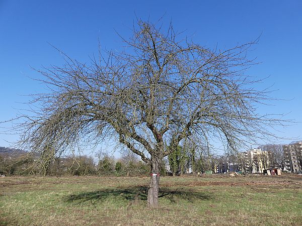 Obstbaumschnitt in Bad Nauheim:
Apfel-Altbaum vor dem Auslichtungsschnitt