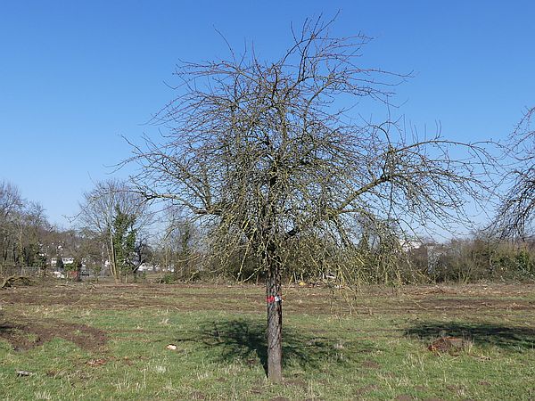 Obstbaumschnitt in Bad Nauheim:
Apfel-Altbaum vor dem Verjüngungsschnitt