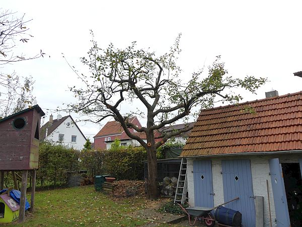 Obstbaumschnitt in Münzenberg:
Apfel-Altbaum nach dem Schnitt