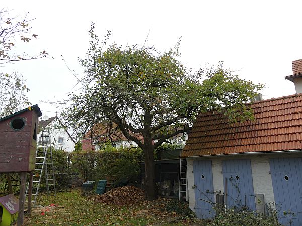 Obstbaumschnitt in Münzenberg:
Apfel-Altbaum vor dem Schnitt