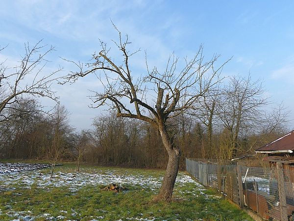 Obstbaumschnitt in Butzbach:
Apfel-Altbaum nach dem Schnitt