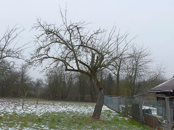 Obstbaumschnitt in Butzbach:
Apfel-Altbaum vor dem Schnitt