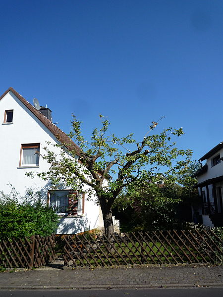 Obstbaumschnitt in Gießen:
Apfelbaum nach dem Altbaumschnitt
