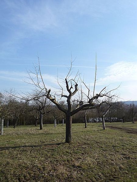 Obstbaumschnitt in Ober-Mörlen:
Apfel-Altbaum nach dem Schnitt