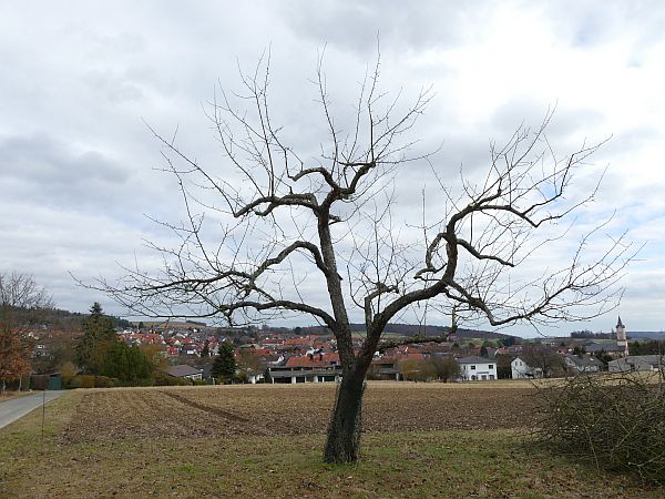 Obstbaumschnitt im Taunus:
Alter Apfelbaum nach der Kronenumstellung