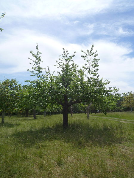 Obstbaumschnitt in Ober-Mörlen:
Apfel-Altbaum im Sommer nach dem Schnitt