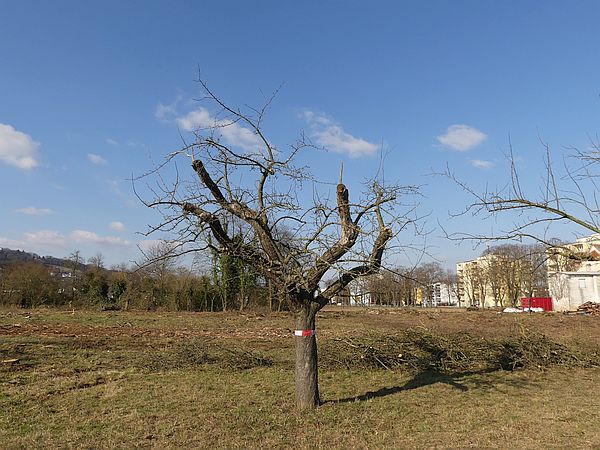 Obstbaumschnitt in Bad Nauheim:
Alter Apfelbaum mit starkem Totholz und Höhlen nach dem Schnitt