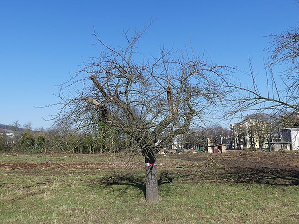 Obstbaumschnitt in Bad Nauheim:
Alter Apfelbaum mit starkem Totholz und Höhlen vor dem Schnitt