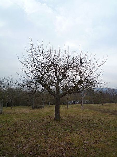 Obstbaumschnitt in Ober-Mörlen:
Apfel-Altbaum vor dem Schnitt
