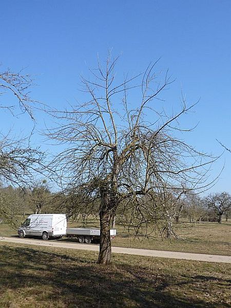 Obstbaumschnitt in Ober-Mörlen:
Hochstämmiger Apfel-Altbaum vor dem Verjüngungsschnitt