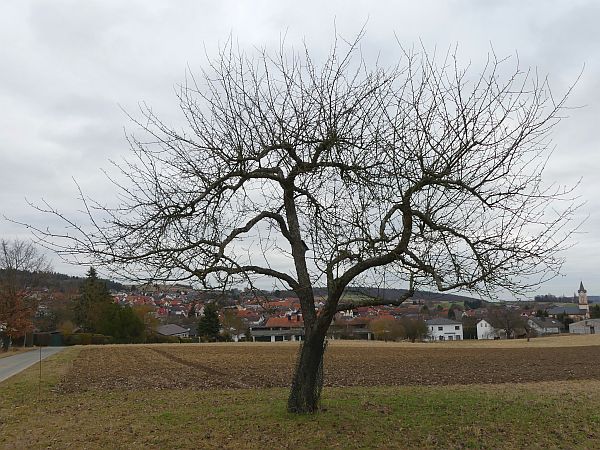 Obstbaumschnitt im Taunus:
Alter Apfelbaum vor der Kronenumstellung