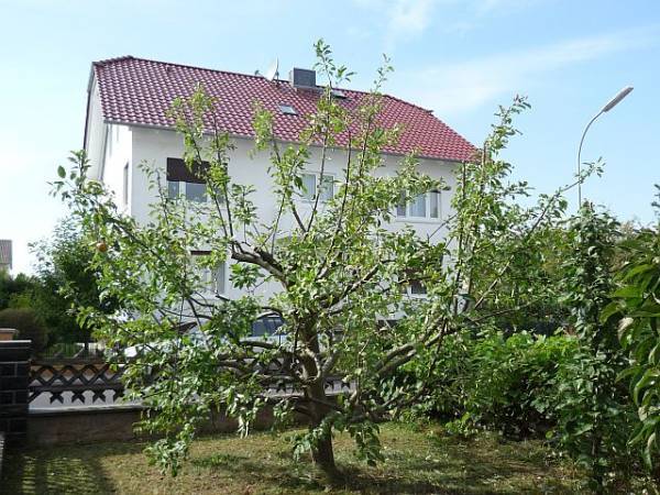 Obstbaumschnitt in Reichelsheim:
Apfel-Niederstamm nach dem Schnitt