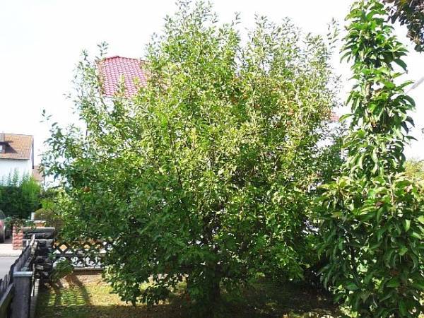 Obstbaumschnitt in Reichelsheim:
Apfel-Niederstamm vor dem Schnitt