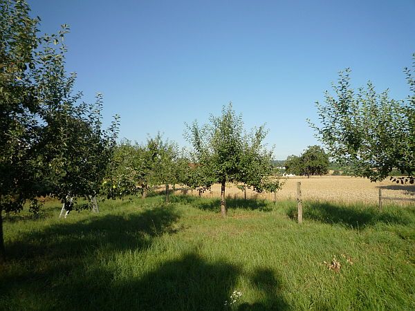Obstbaumschnitt in Bad Nauheim:
Junge Apfelbäume auf einer Streuobstwiese vor dem Sommerschnitt