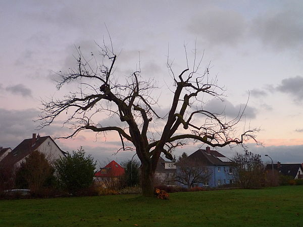Obstbaumschnitt in Butzbach:
Alter Apfelbaum nach dem Schnitt