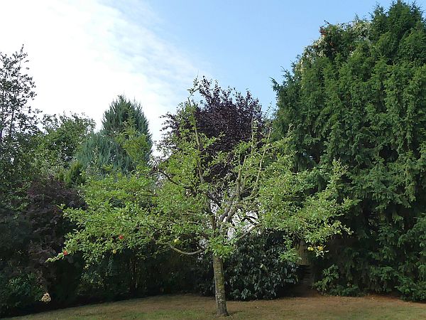 Obstbaumschnitt in Butzbach:
Hochstämmiger Apfelbaum nach dem Sommerschnitt