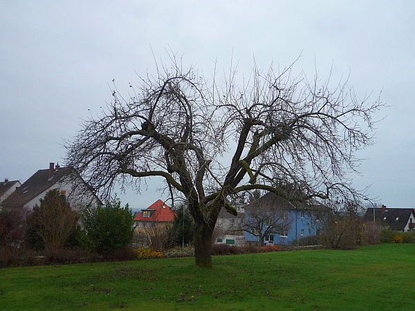 Obstbaumschnitt in Butzbach:
Alter Apfelbaum vor dem Schnitt