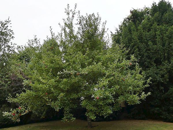 Obstbaumschnitt in Butzbach:
Hochstämmiger Apfelbaum vor dem Sommerschnitt