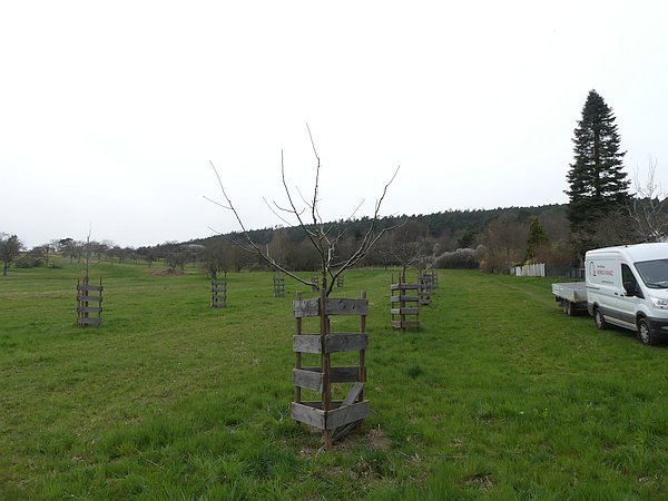 Obstbaumschnitt im Wetteraukreis:
Junger Apfelbaum auf einer Streuobst-Ausgleichsfläche nach dem Erziehungsschnitt zum Aufbau einer Öschbergkrone