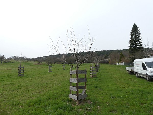 Obstbaumschnitt im Wetteraukreis:
Junger Apfelbaum auf einer Streuobst-Ausgleichsfläche vor dem Erziehungsschnitt zum Aufbau einer Öschbergkrone