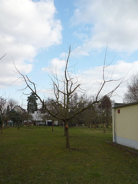Obstbaumschnitt in Bad Nauheim:
Apfelbaum nach dem Instandhaltungsschnitt