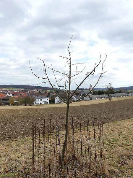 Obstbaumschnitt in Usingen:
Junger Apfelbaum nach dem Erziehungsschnitt