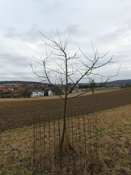 Obstbaumschnitt in Usingen:
Junger Apfelbaum vor dem Erziehungsschnitt