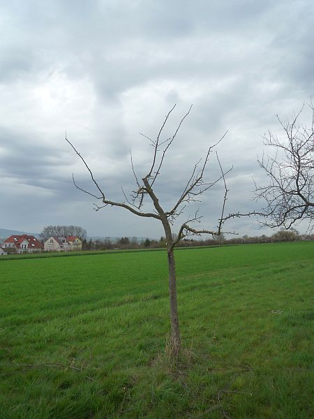 Obstbaumschnitt in Karben:
Apfelbaum nach dem Erziehungsschnitt