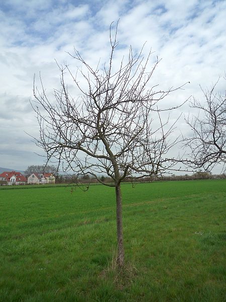 Obstbaumschnitt in Karben:
Apfelbaum vor dem Erziehungsschnitt