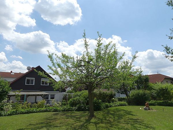 Obstbaumschnitt in Münzenberg:
Apfelbaum nach dem Auslichtungsschnitt