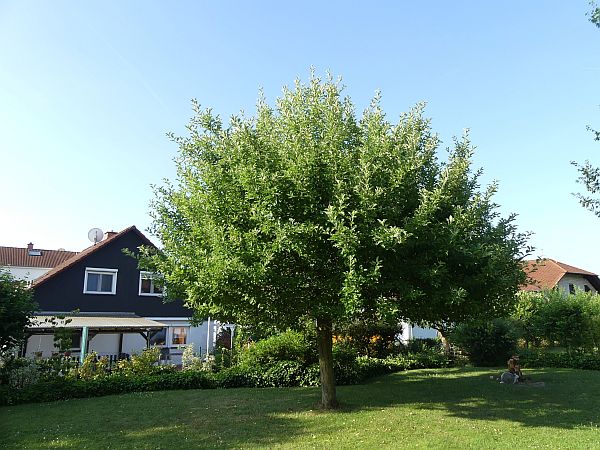 Obstbaumschnitt in Münzenberg:
Apfelbaum vor dem Auslichtungsschnitt