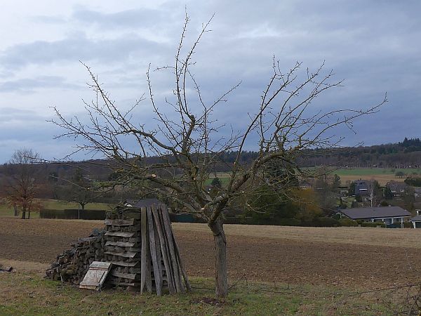 Obstbaumschnitt in Usingen:
Apfelbaum auf einer Streuobstwiese nach dem Schnitt
