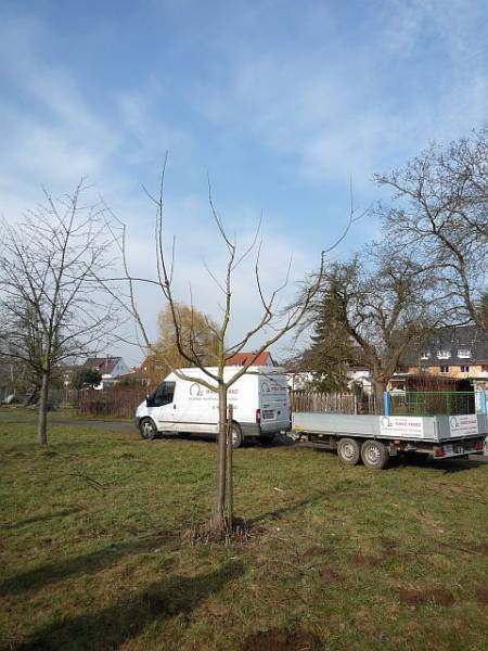Obstbaumschnitt in Bad Nauheim:
Junger Apfelbaum nach dem Erziehungsschnitt