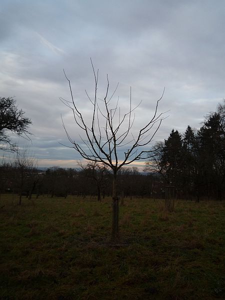 Obstbaumschnitt in Bad Nauheim:
Junger Apfelbaum nach dem Erziehungsschnitt